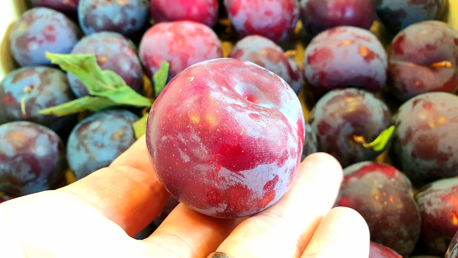 Prune rouge ronde (Boyne, Aveyron)