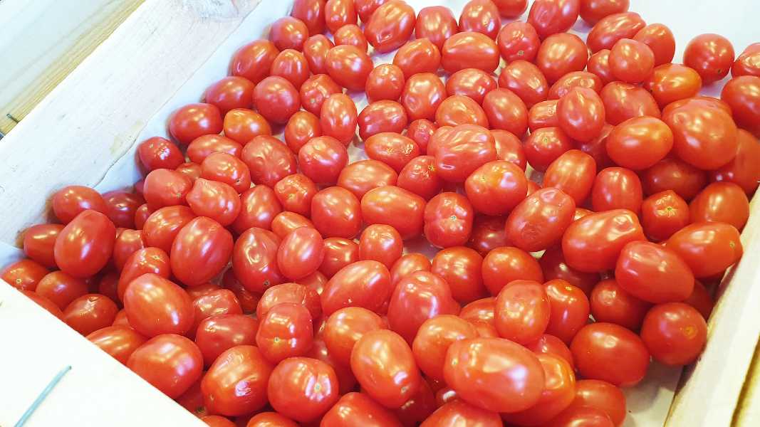 Tomates cerises bio (cultivées en pleine terre)