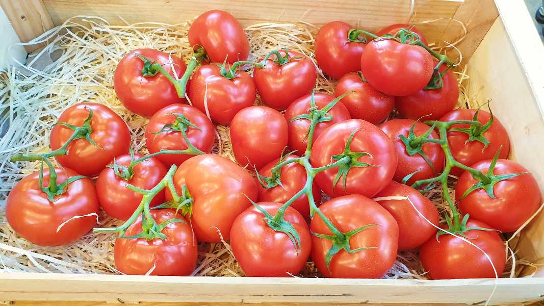 Tomates grappe bio (cultivées en pleine terre)