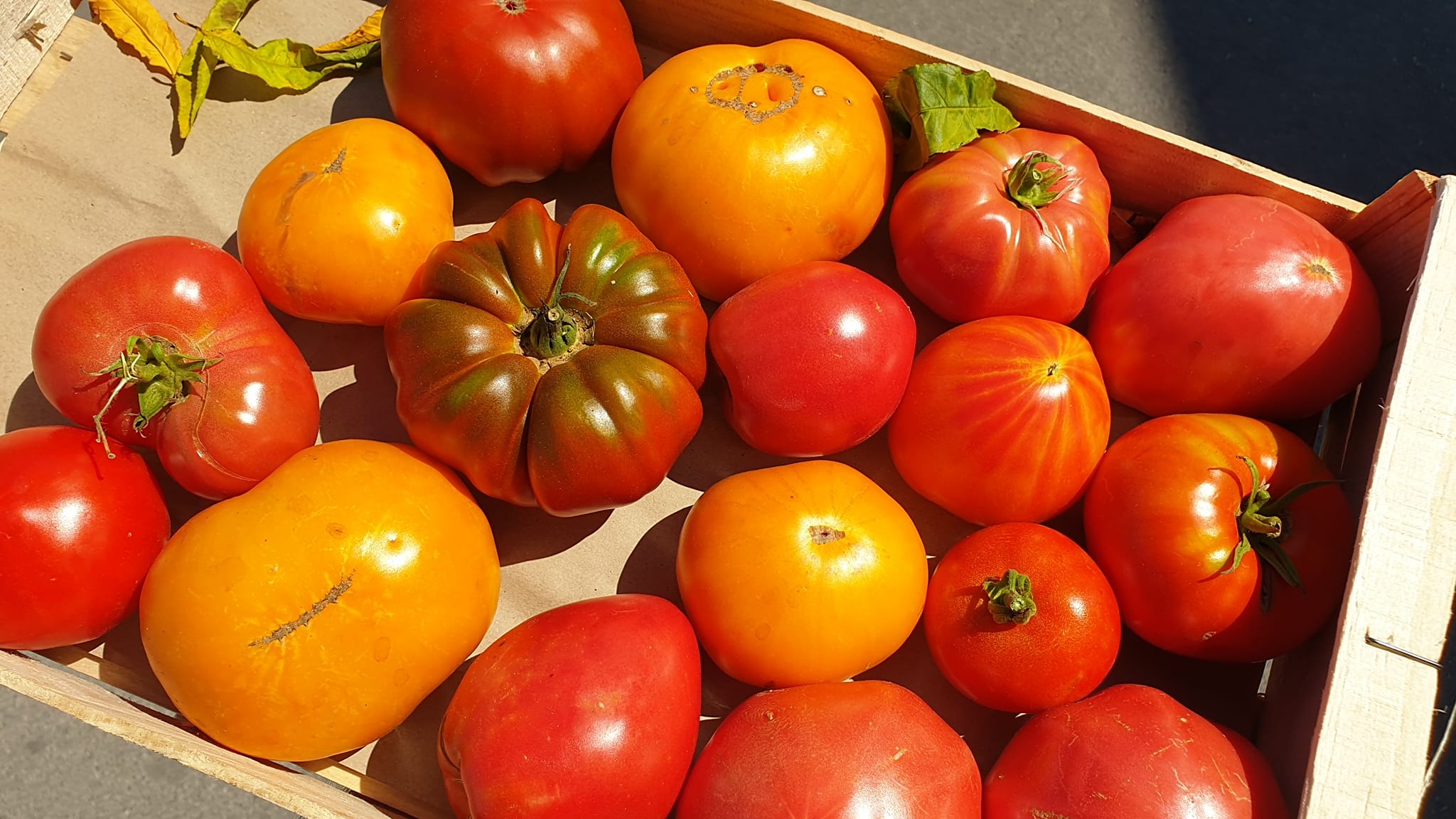Tomates anciennes - Coeur de Boeuf, Ananas, Noire de Crimée, ou Rose de Berne